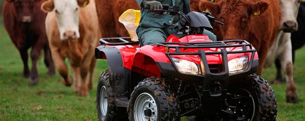 Honda TRX 250 - Image 4